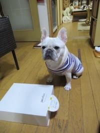 フレンチブルドック