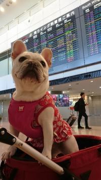 フレンチブルドック