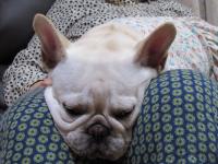 フレンチブルドック