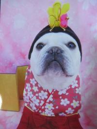 フレンチブルドック