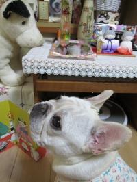 フレンチブルドック