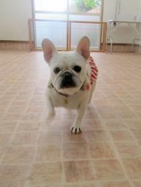 フレンチブルドック