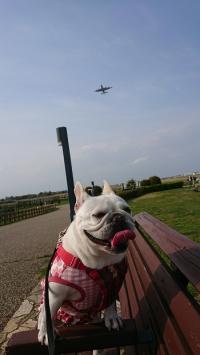 フレンチブルドック