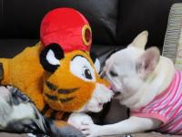 フレンチブルドック