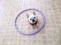 フレンチブルドック