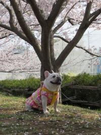 フレンチブルドック