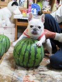 フレンチブルドック