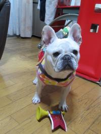 フレンチブルドック