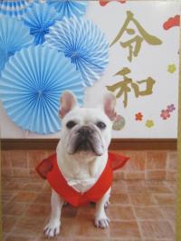 フレンチブルドック