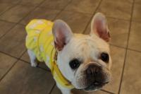 フレンチブルドック