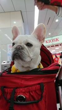 フレンチブルドック