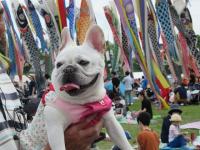 フレンチブルドック