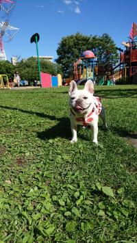 フレンチブルドック