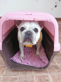 フレンチブルドック