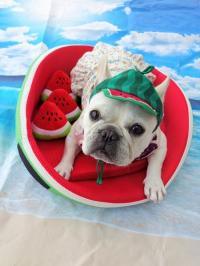 フレンチブルドック