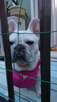 フレンチブルドック