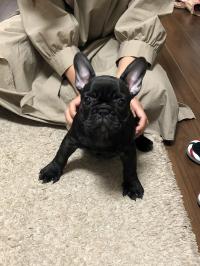 フレンチブルドック