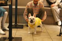 フレンチブルドック