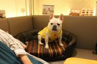 フレンチブルドック