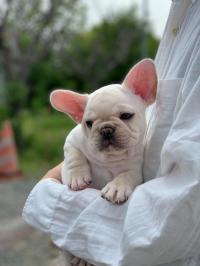 フレンチブルドック