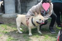 フレンチブルドック