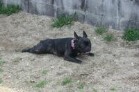 フレンチブルドック