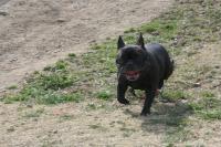 フレンチブルドック