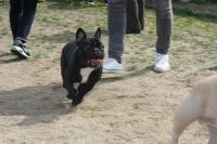 フレンチブルドック