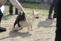 フレンチブルドック