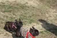 フレンチブルドック