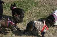 フレンチブルドック