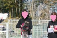 フレンチブルドック