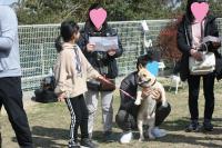 フレンチブルドック