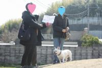 フレンチブルドック