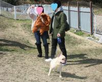 フレンチブルドック