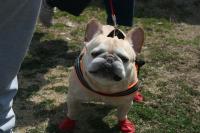 フレンチブルドック