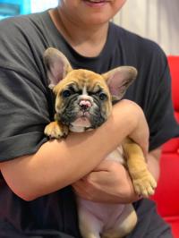 フレンチブルドック