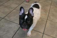 フレンチブルドック