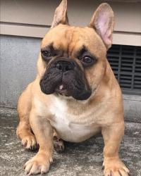 フレンチブルドック