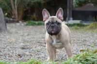 フレンチブルドック