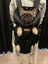 フレンチブルドック