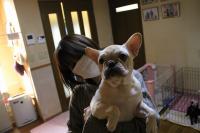 フレンチブルドック