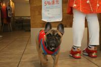 フレンチブルドック