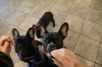 フレンチブルドック