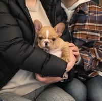 フレンチブルドック