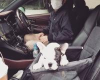 フレンチブルドック