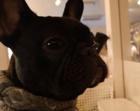 フレンチブルドック