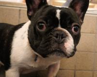 フレンチブルドック