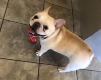 フレンチブルドック