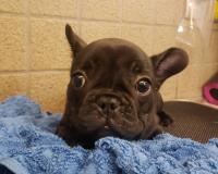 フレンチブルドック